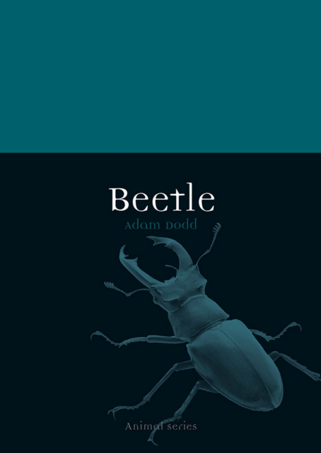Beetle (Animal)