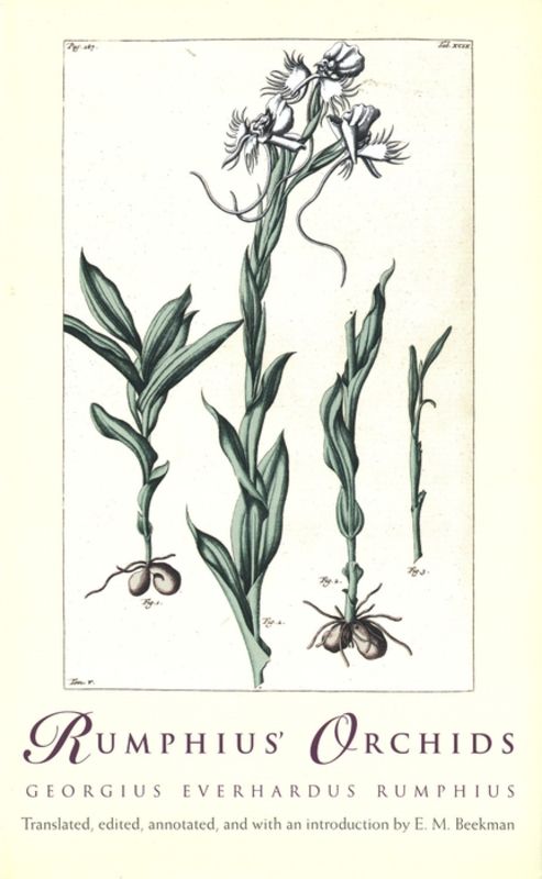 Rumphius’ Orchids
