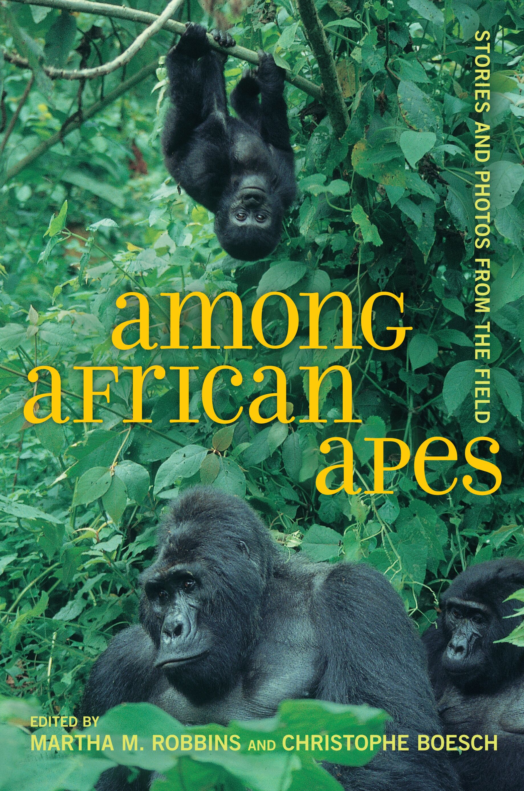 Among African apes