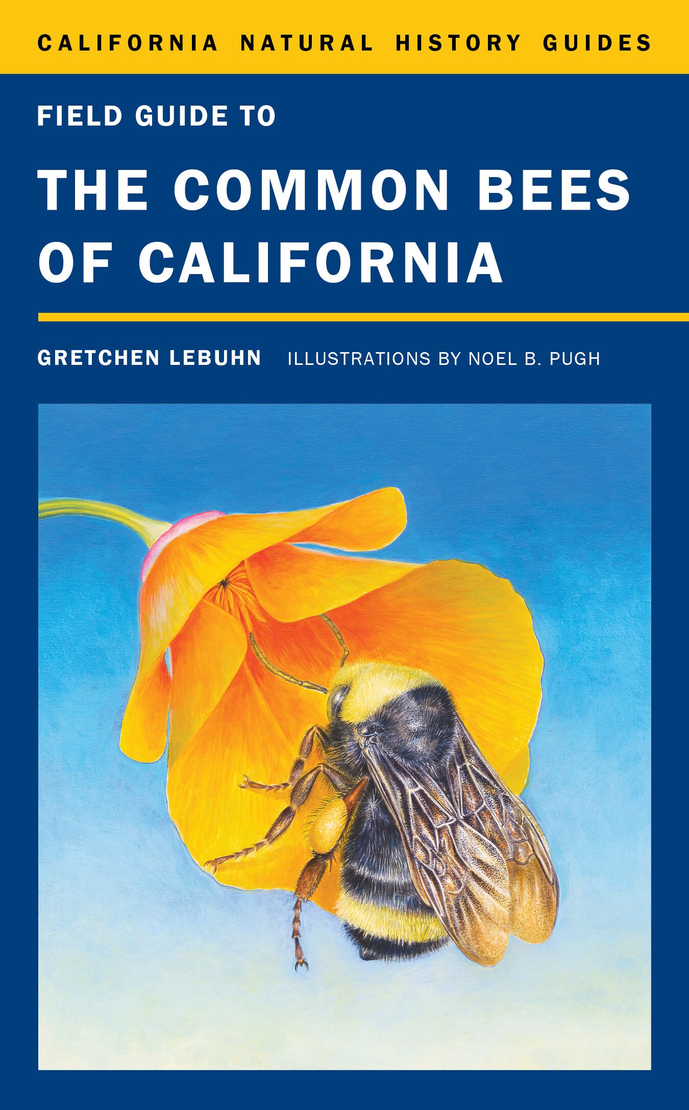 Field guide to the common bees of California
