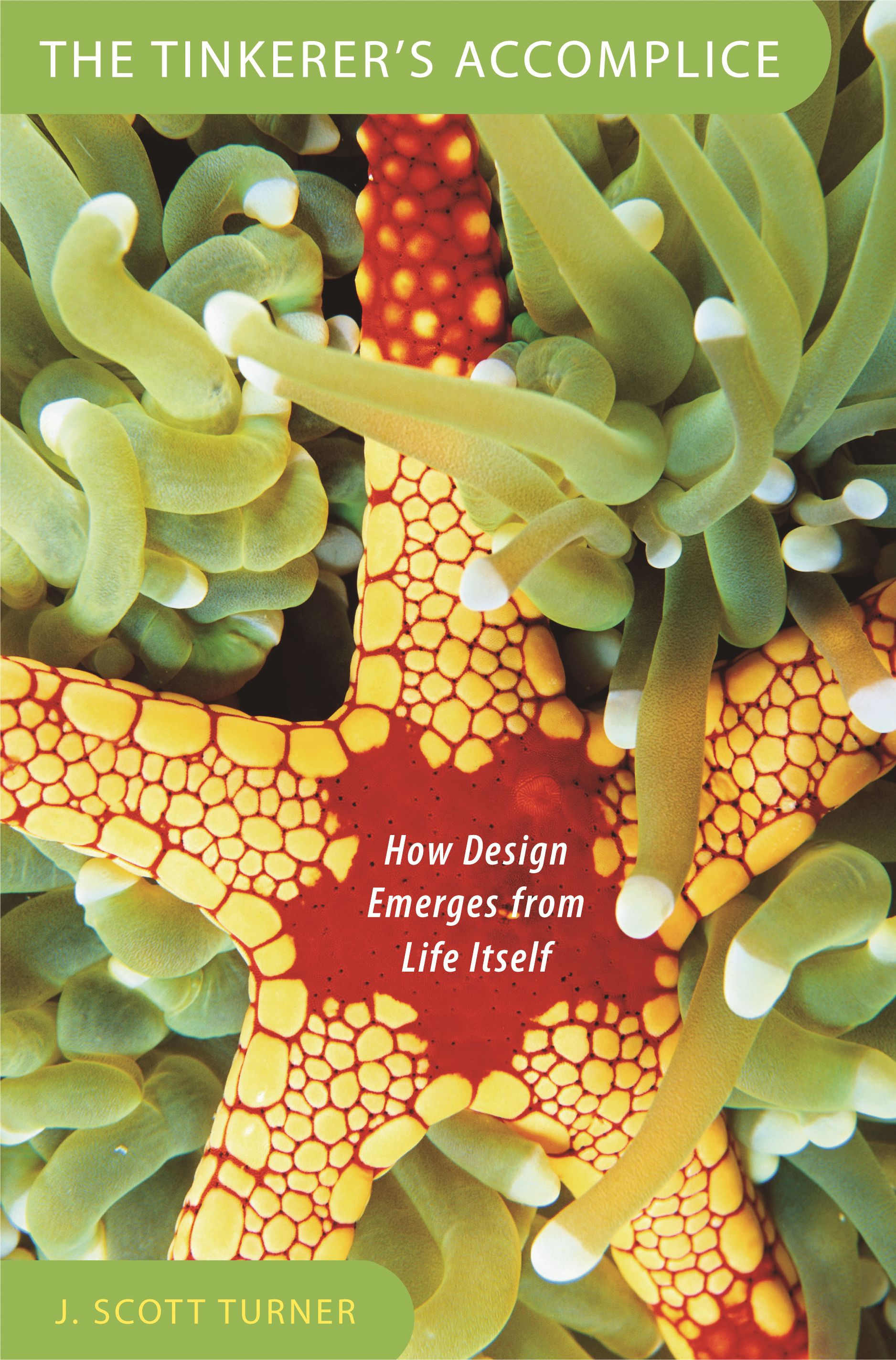 The tinkerer's accomplice